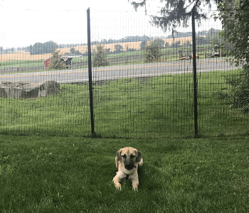 dog fence