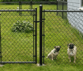 dog fencing