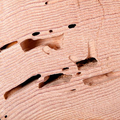 Termite-Resistant Wood Fencing Options