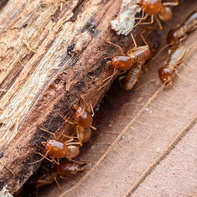 Termite-Resistant Wood Fencing Options
