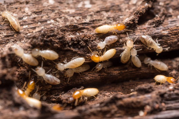 Termite-Resistant Wood Fencing Options