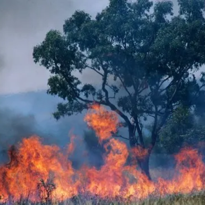 Fencing Options for Bushfire-Prone Areas in Queensland