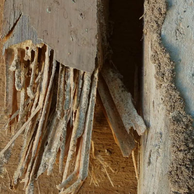 Termite-Resistant Fencing Options Beyond Treated Pine