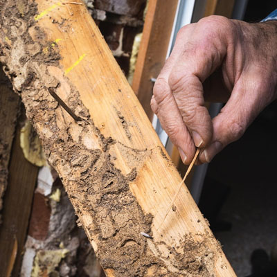 Termite-Resistant Fencing Options Beyond Treated Pine